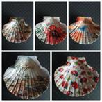 Decoratieve St Jacobsschelpen, Ophalen of Verzenden