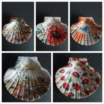 Decoratieve St Jacobsschelpen beschikbaar voor biedingen