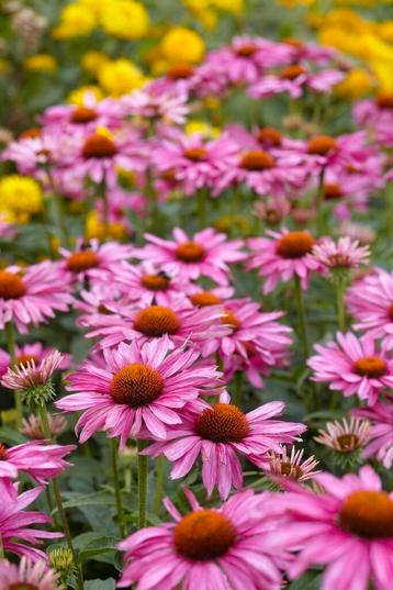 Echinacea purpurea plantjes te koop beschikbaar voor biedingen