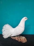 Een prachtige opgezette witte duif met pauw staart!, Verzamelen, Dierenverzamelingen, Ophalen of Verzenden, Nieuw, Vogel, Opgezet dier