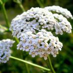 wit duizendblad Achillea millefolium, Overige soorten, Volle zon, Vaste plant, Ophalen of Verzenden