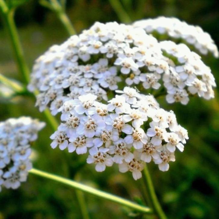 wit duizendblad Achillea millefolium, Tuin en Terras, Planten | Tuinplanten, Vaste plant, Overige soorten, Volle zon, Zomer, Ophalen of Verzenden