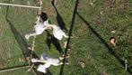 Nandoes te koop, Dieren en Toebehoren, Meerdere dieren, Postduif