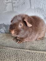 2 choco US-Teddy cavia beertjes, Dieren en Toebehoren, Knaagdieren, Cavia, Juni, Mannelijk, Tam