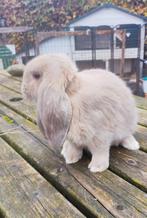 Koppeltje Franse hangoren, Dieren en Toebehoren, Konijnen, Meerdere dieren, Groot