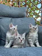 Britse korthaar kittens, Dieren en Toebehoren