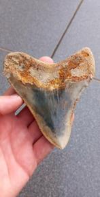Megalodon haaientand met mooie kleuren fossiel uit Indonesie, Verzamelen, Mineralen en Fossielen, Ophalen of Verzenden, Fossiel