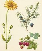 Kruiden-Gids Verzamelen bereiden v Kruidenthee etc, Verzenden, Zo goed als nieuw, Gezondheid en Conditie