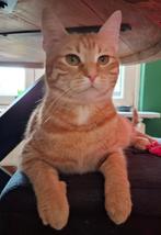 Lieve rode poes Europese korthaar van april 2025, Dieren en Toebehoren, Poes