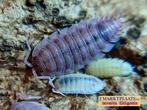 Porcellio scaber ‘Ghost’ isopods / pissebedden, Dieren en Toebehoren, Insecten en Spinnen, Overige soorten