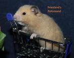 🐹 Syrische hamster / goudhamster nestje van hobbyfokker, Hamster, Augustus, Meerdere dieren, Tam