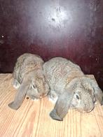 JONGE FRANSE HANGOOR KONIJNTJES, Dieren en Toebehoren, Meerdere dieren, Groot, Hangoor