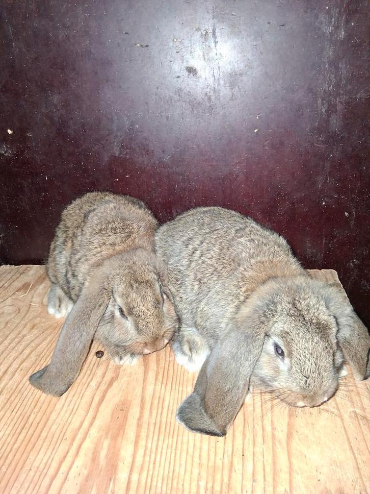 JONGE FRANSE HANGOOR KONIJNTJES, Dieren en Toebehoren, Konijnen, Groot, Meerdere dieren, Hangoor