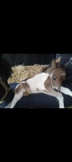 Mooi bont merrie veulen, Dieren en Toebehoren, Pony's, Merrie, Niet van toepassing, A pony (tot 1.17m), Gechipt