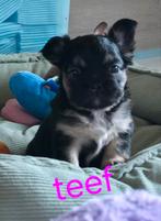 🥰 prachtige, super gave x franse Bulldog pups geboren 🥰, Bulldog, Meerdere, Meerdere dieren, Nederland