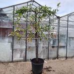 Prunus Caucasica Leiboom, 100 tot 250 cm, Volle zon, In pot, Overige soorten