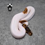 0.1 Mandarin Pied NK25 ballpython (python regius), Dieren en Toebehoren, Reptielen en Amfibieën, Slang, Tam, 0 tot 2 jaar
