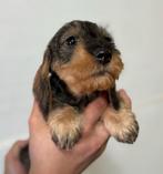 Teckel pups, Nederland, CDV (hondenziekte), 8 tot 15 weken, Dwerg