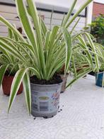 kamerplanten diverse, Overige soorten, In pot, Minder dan 100 cm, Groene kamerplant