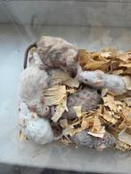 Texel kleurmuizen, Dieren en Toebehoren, Muis, Mannelijk, Tam, Oktober