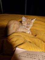 Kat sitting Zeist, Ophalen