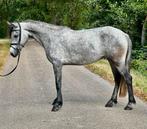 Fijne 4-jarige Connemara merrie !, Dieren en Toebehoren, Pony's, Merrie, Dressuurpony, 3 tot 6 jaar, D pony (1.37m tot 1.48m)