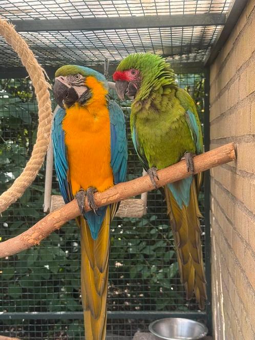 Prachtig koppel freeflight ara’s, Dieren en Toebehoren, Vogels | Parkieten en Papegaaien, Papegaai, Meerdere dieren
