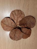 catappa bladeren, Ophalen, Nieuw, Plant(en), Steen of Hout