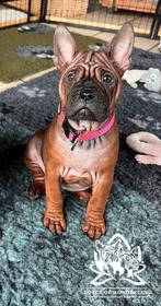 Puppy Chinese Chongqing Dog Teefje te koop, Particulier, Overige rassen, 8 tot 15 weken, Buitenland