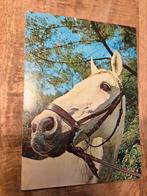 Wit paard, Verzamelen, Ansichtkaarten | Dieren, Verzenden, 1980 tot heden, Gelopen, Paard