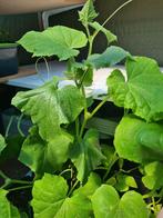 Goedkoop Groente Plant stekjes voor moestuin vanaf 1.25€, Ophalen of Verzenden, Voorjaar, Volle zon, Zaad