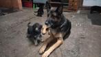 duitse herder pups, 8 tot 15 weken, Meerdere dieren, Eén hond, Herder