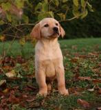 Labrador x Golden retriever pups, Dieren en Toebehoren, Honden | Retrievers, Spaniëls en Waterhonden, Golden retriever, Rabiës (hondsdolheid)