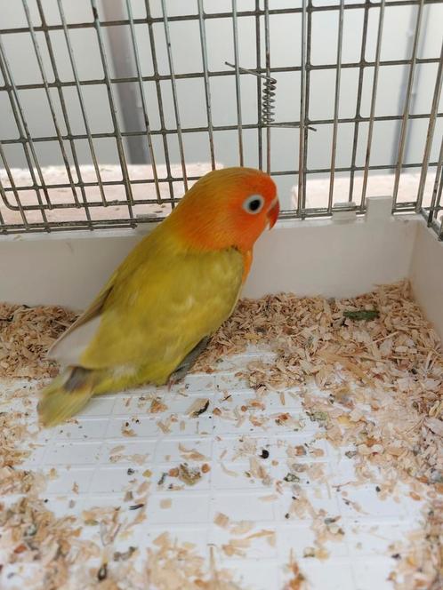 Mooie Fischeri Opaline, Dieren en Toebehoren, Vogels | Parkieten en Papegaaien, Dwergpapegaai of Agapornis, Geslacht onbekend