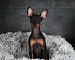 Mooie lieve en gezonde pup (reutje)en 1 gezond teefje 1 jaar, 15 weken tot 1 jaar, Overige rassen, CDV (hondenziekte), Meerdere