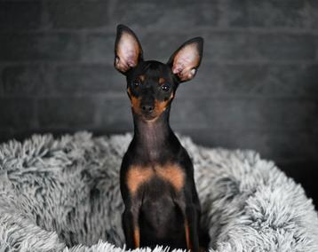 Mooie lieve en gezonde pup (reutje)en 1 gezond teefje 1 jaar beschikbaar voor biedingen