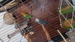 Koppetjel  Agapornissen te koop incl grote kooi Weg=Weg, Dieren en Toebehoren, Vogels | Parkieten en Papegaaien, Meerdere dieren