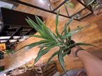 Dracaena, Huis en Inrichting, Overige soorten, In pot, Minder dan 100 cm, Groene kamerplant