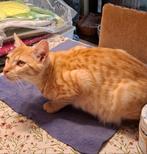 Kater, geboren op 14 maart 25, Dieren en Toebehoren, Katten en Kittens | Raskatten | Korthaar, Kater, Ontwormd, 0 tot 2 jaar