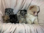 5 mooie pomeriaan pups!, Dieren en Toebehoren, Particulier, Meerdere, Keeshond, 8 tot 15 weken