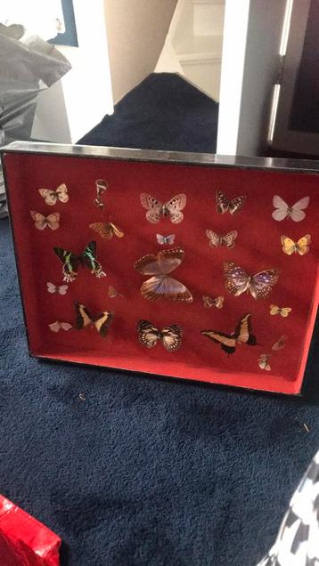 Taxidermie vlinders diorama beschikbaar voor biedingen