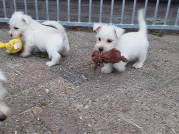 west highland white terier pups  (  nog 2 pupjes beschikbaar beschikbaar voor biedingen