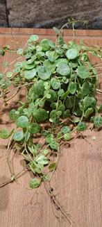 String of Turtle, Huis en Inrichting, Kamerplanten, Ophalen of Verzenden, Halfschaduw, Minder dan 100 cm