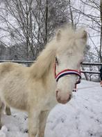 Mooi jaarling cremello hengstje, Dieren en Toebehoren, Pony's, Dressuurpony, Niet van toepassing, 0 tot 2 jaar, Hengst