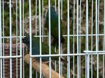 Forbes papegaai amedine, Meerdere dieren, Tropenvogel