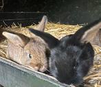 Babykonijntjes te koop!, Dieren en Toebehoren, Meerdere dieren, Groot