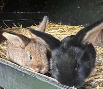  Babykonijntjes te koop!  beschikbaar voor biedingen