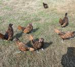 Sebright kriel .Goud/zwart gezoomd 10 weken oud, Dieren en Toebehoren, Pluimvee, Meerdere dieren, Kip
