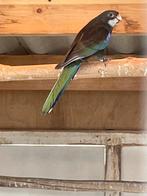 Zwarte man pracht rosella van 25, Mannelijk, Parkiet, Geringd