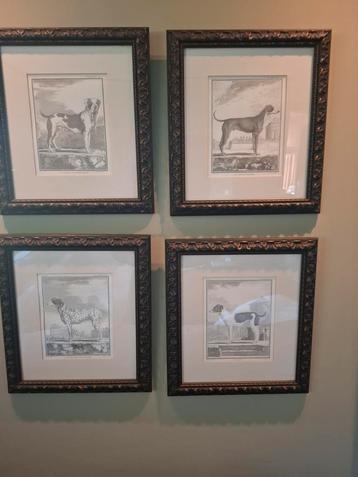 Set van 4 Hondenprenten in Lijst beschikbaar voor biedingen
